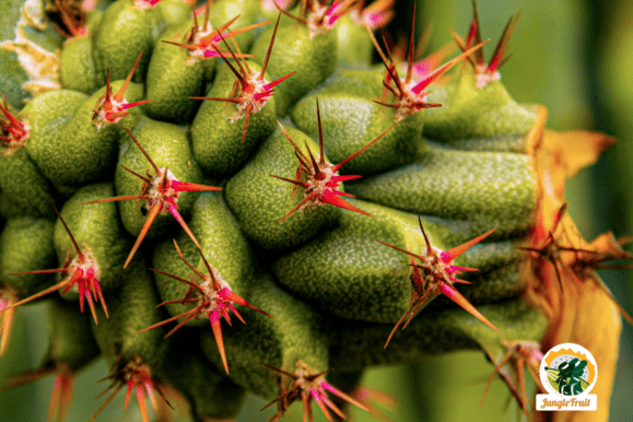 Flor de pitahaya en Palora