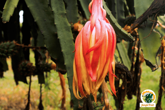 Cosecha Pitahaya Palora