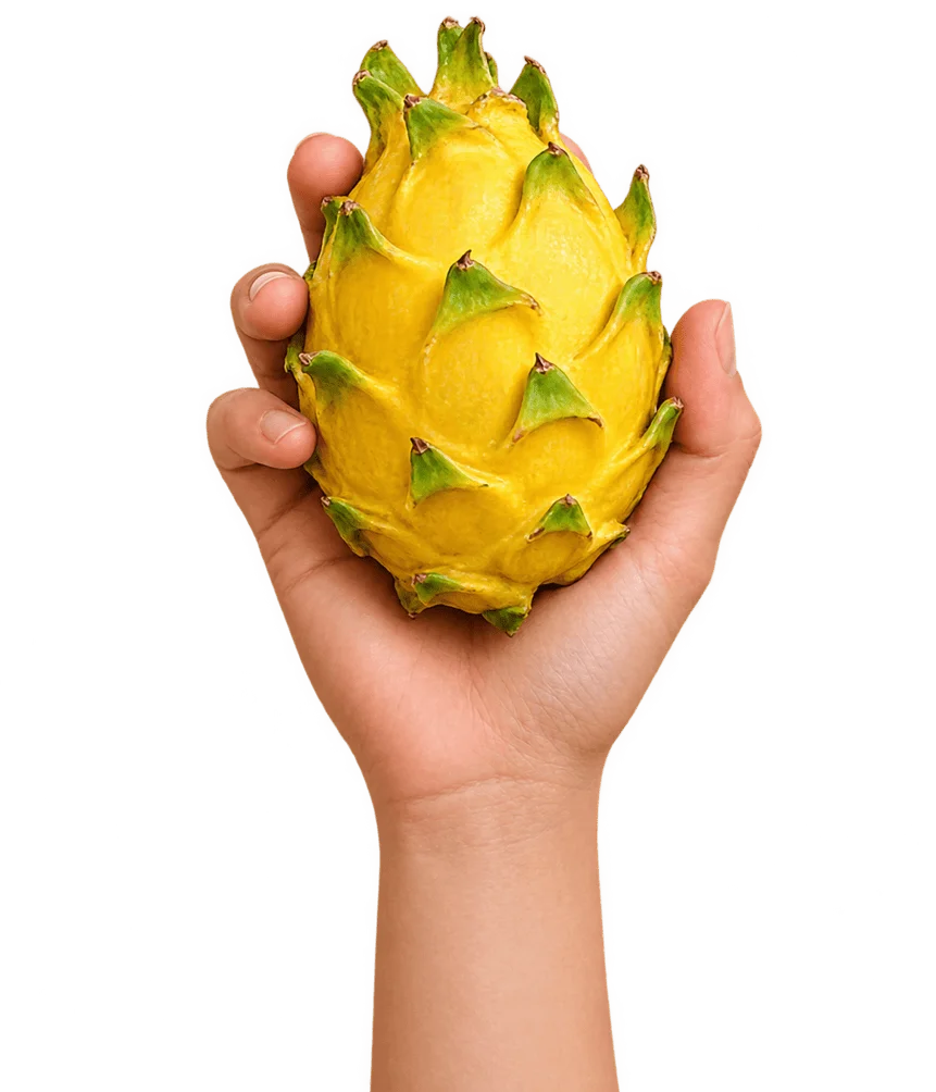 Mano cosechando pitahaya dorada de Palora