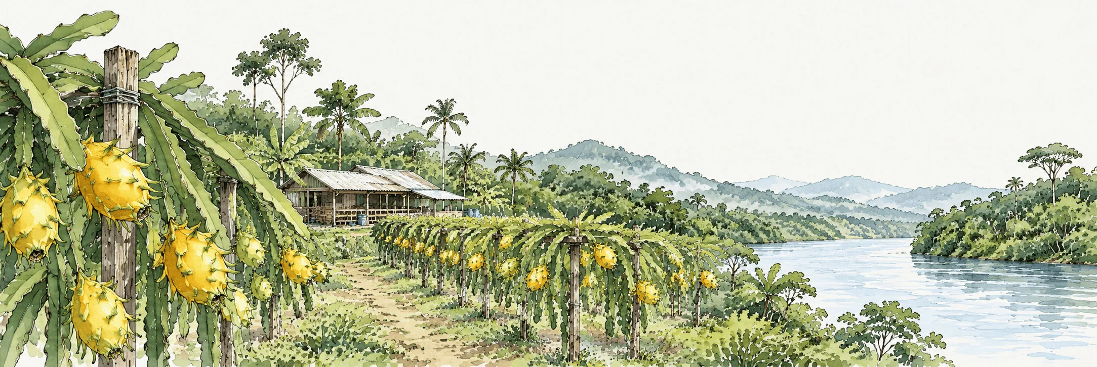 Plantación de Pitahaya de Palora junto al Río Amazónico