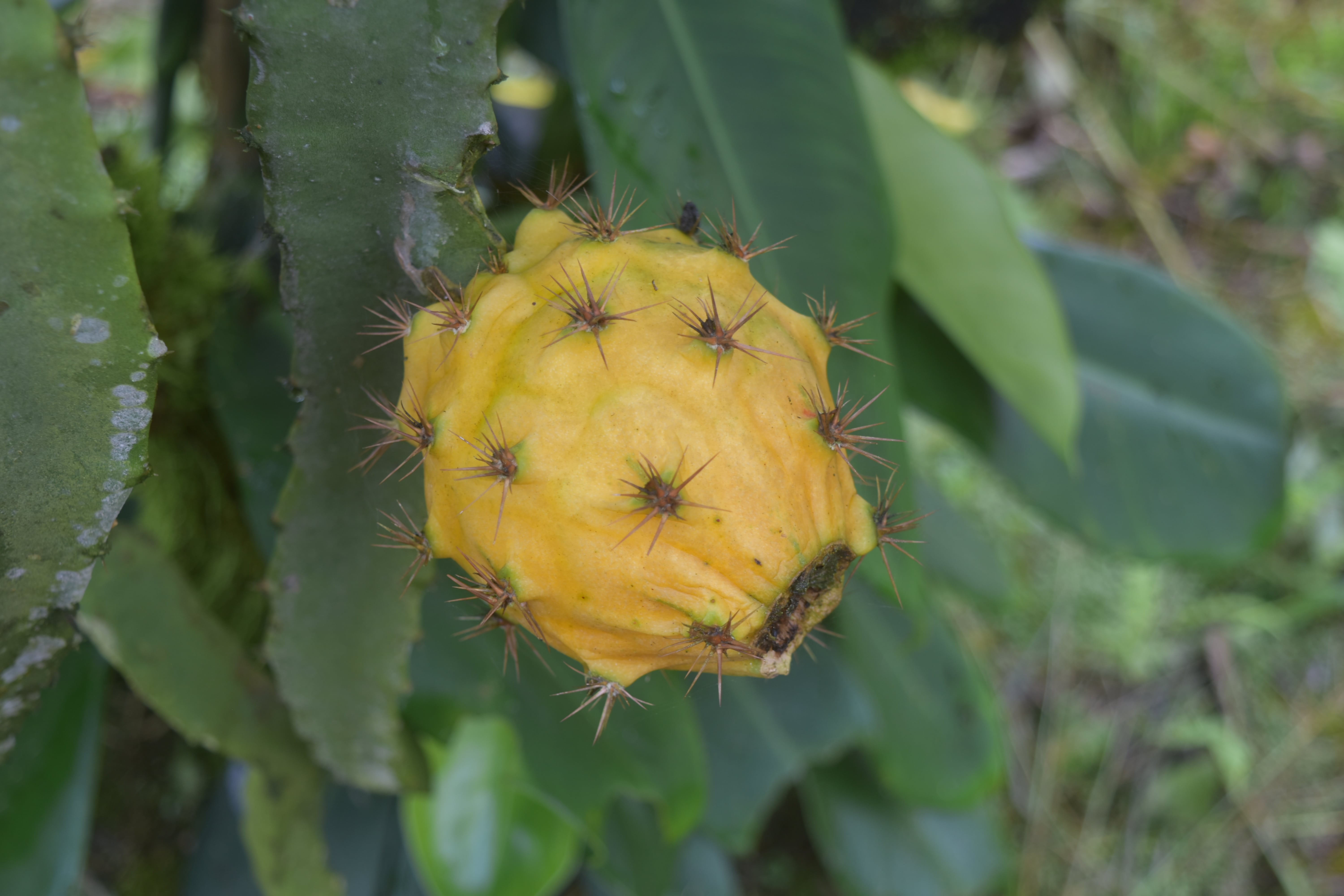 PITAHAYA AMARILLA SELECCIÓN EXTRA